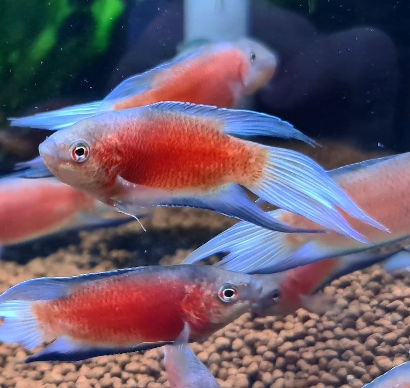 M.opercularis   Paradijsvis red velvet